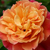 Roza - Vrtnica plezalka - Aloha®